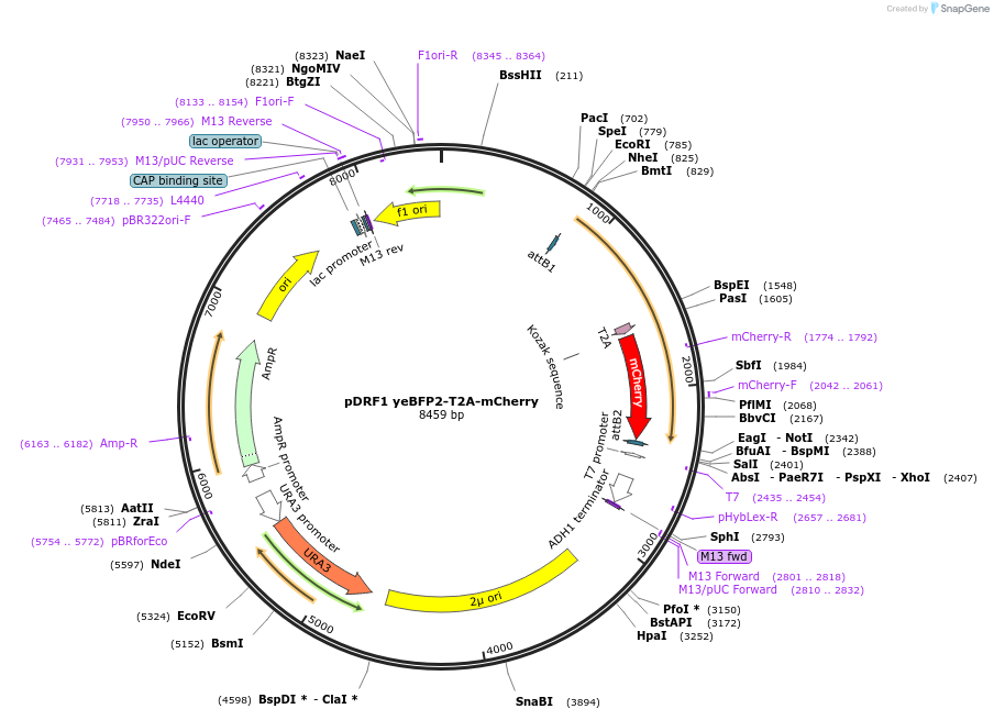 219851-plasmid-map-sequence-id-437599