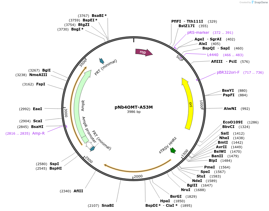 216232-plasmid-map-sequence-id-437622