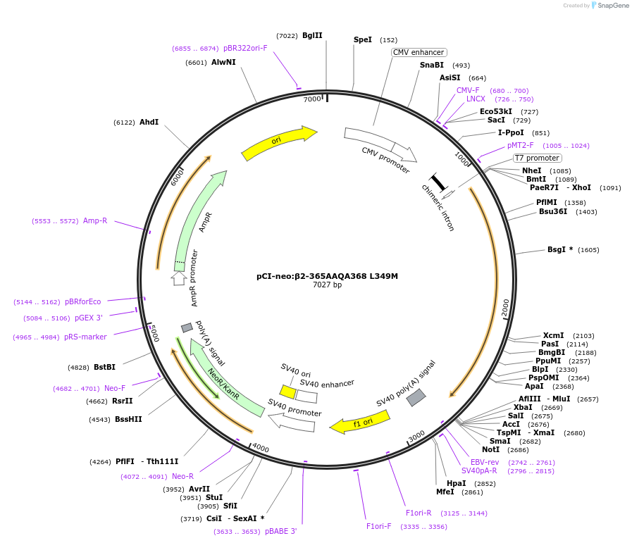 35610-plasmid-map-sequence-id-43766