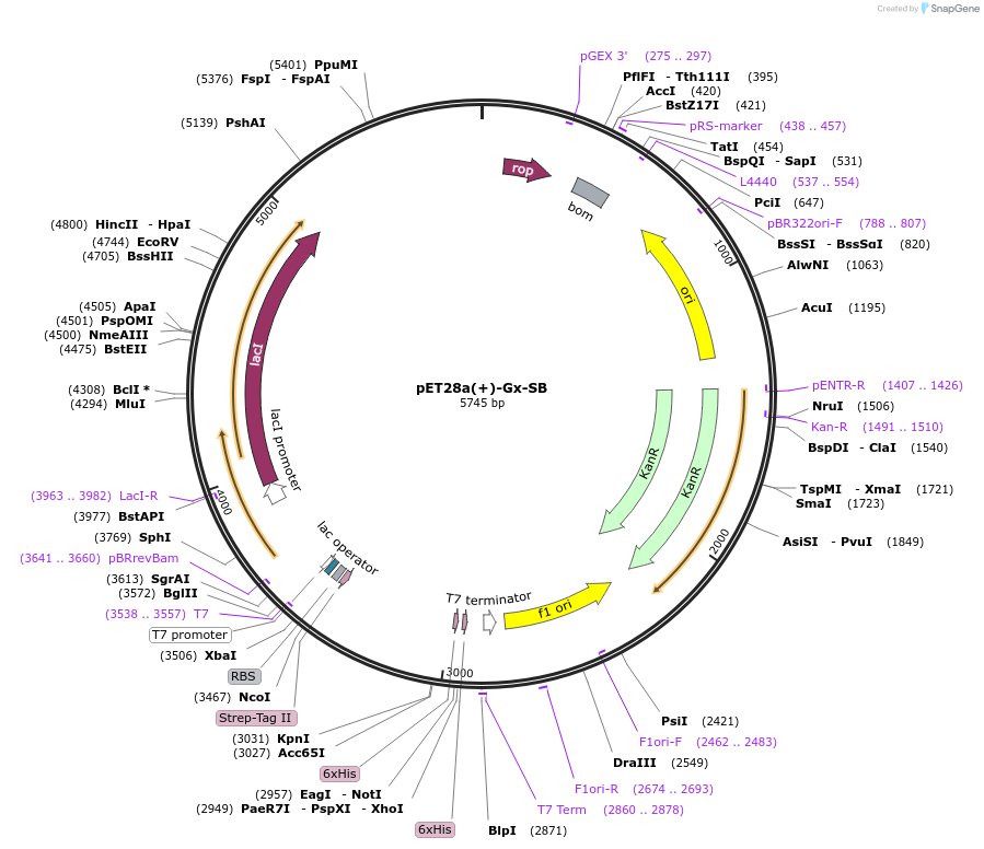 220125-plasmid-map-sequence-id-437695