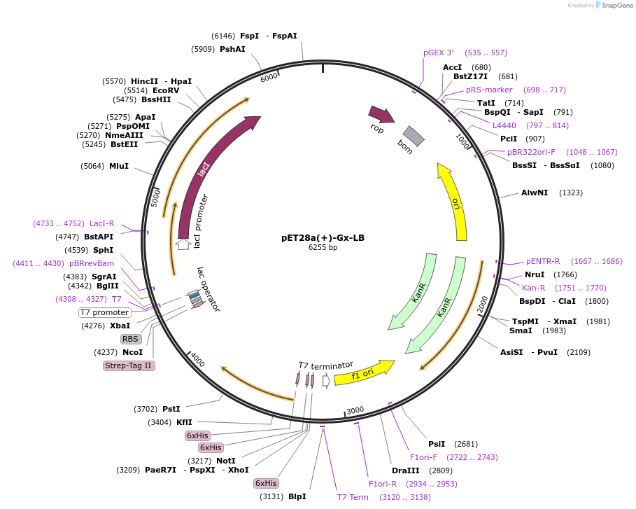 220126-plasmid-map-sequence-id-437697