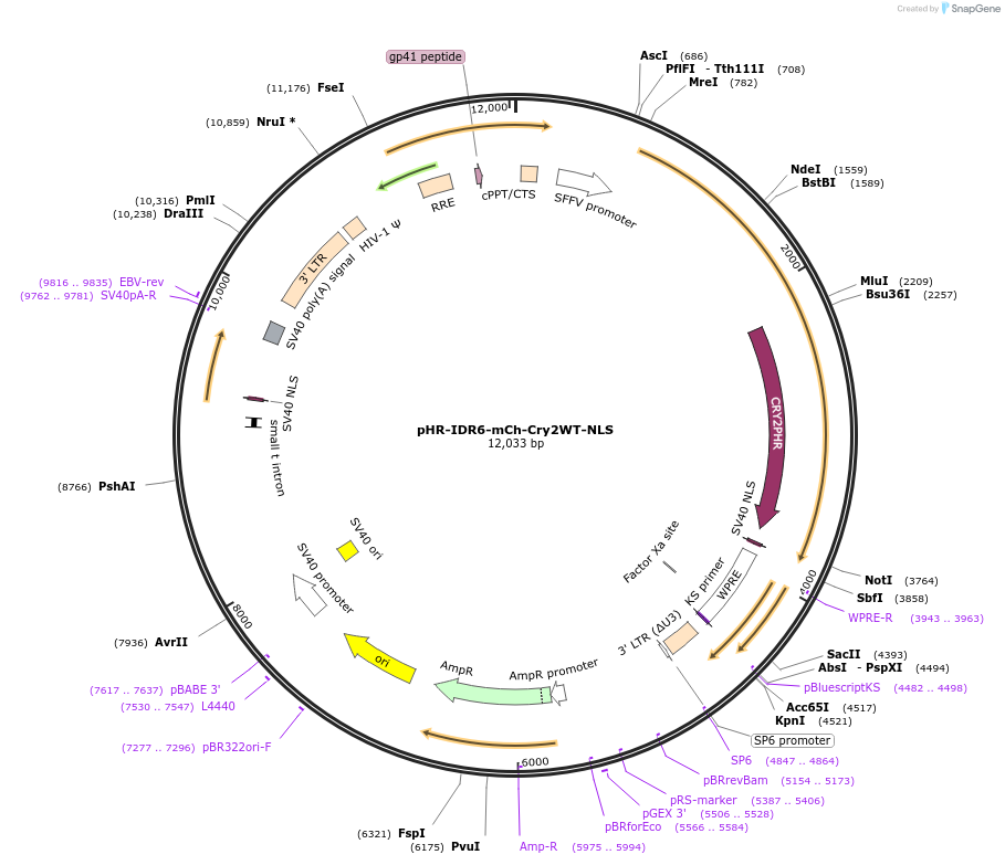 221921-plasmid-map-sequence-id-437701