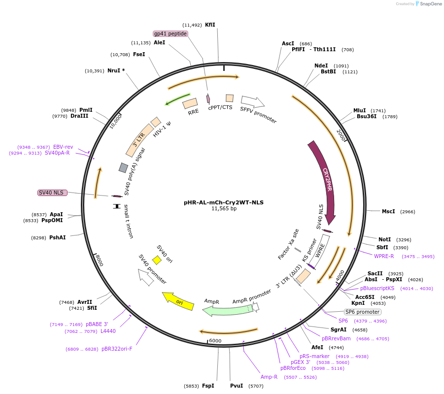 221924-plasmid-map-sequence-id-437707