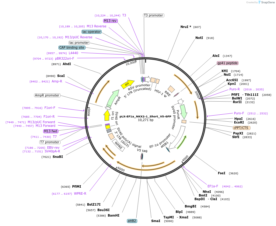 221497-plasmid-map-sequence-id-437720
