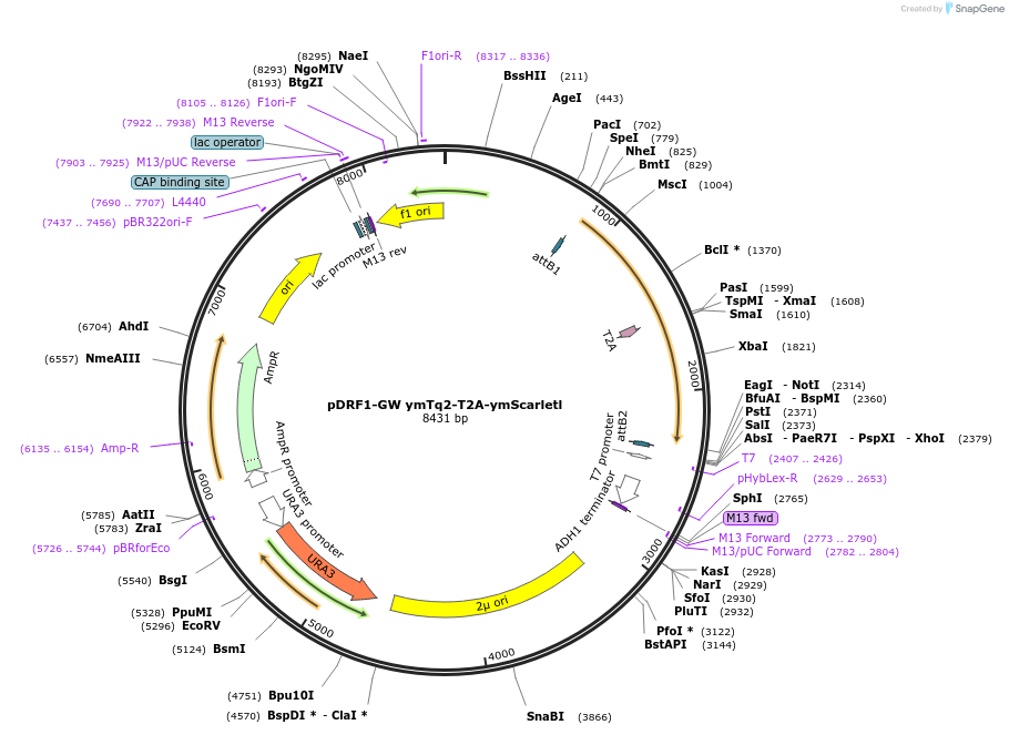 205511-plasmid-map-sequence-id-437723