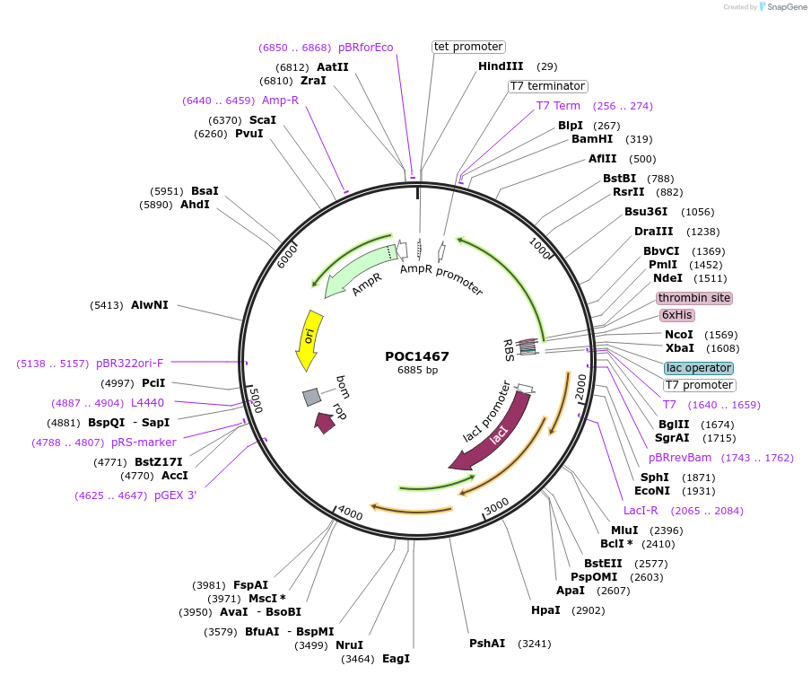 213755-plasmid-map-sequence-id-437745