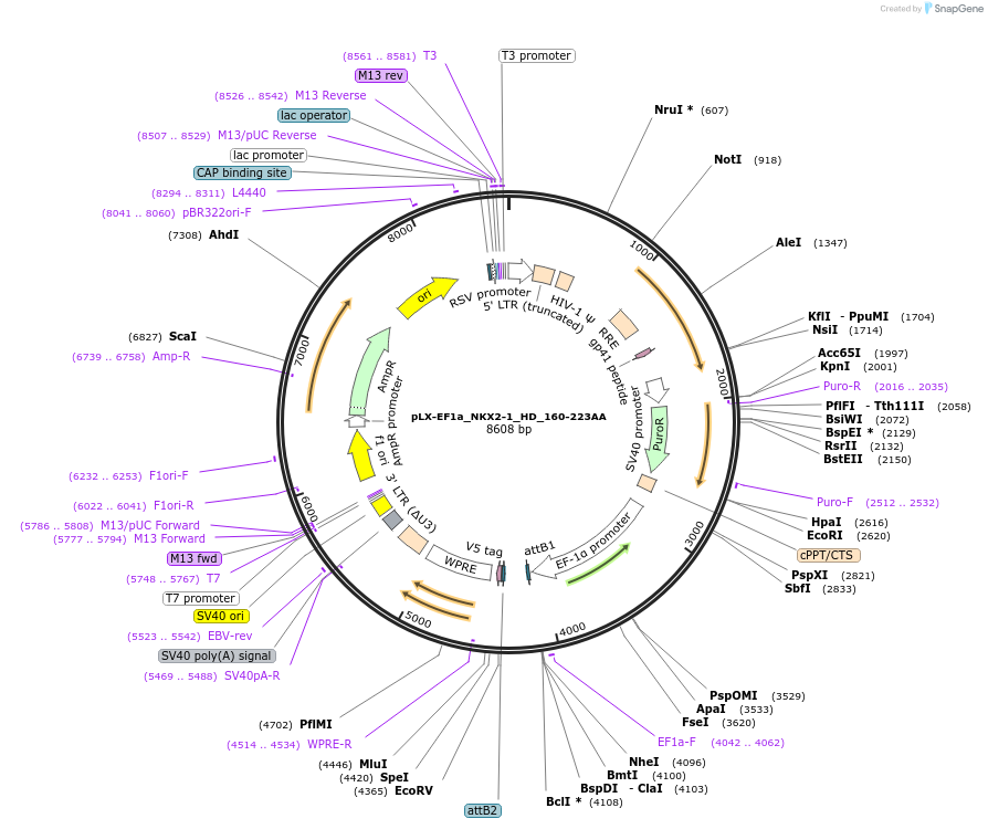 221489-plasmid-map-sequence-id-437749