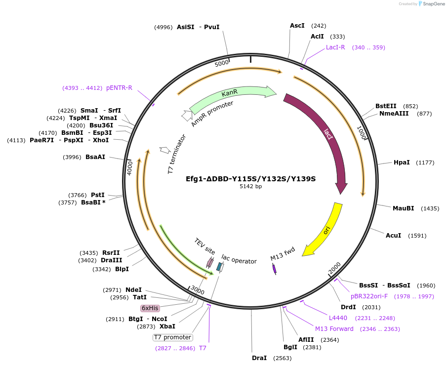 216408-plasmid-map-sequence-id-437750