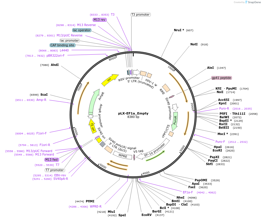 221480-plasmid-map-sequence-id-437752