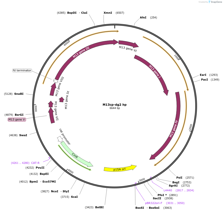 218094-plasmid-map-sequence-id-437754