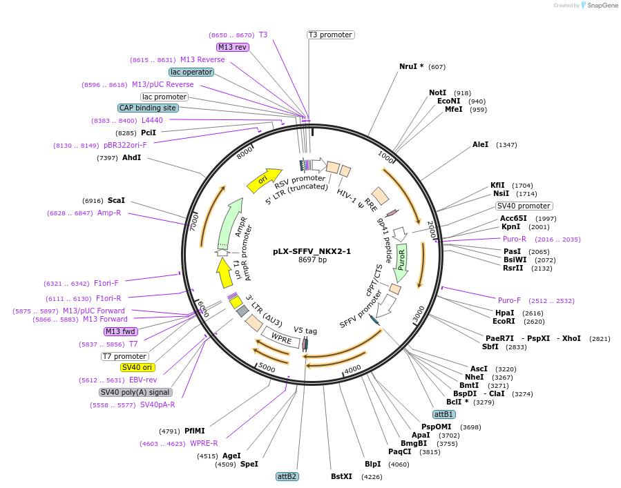 221496-plasmid-map-sequence-id-437756
