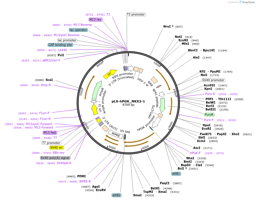 221494-plasmid-map-sequence-id-437758