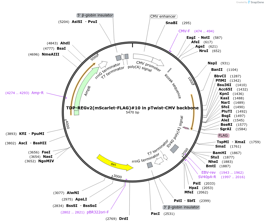 216154-plasmid-map-sequence-id-437765