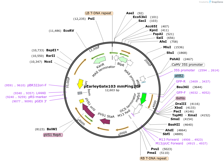 140007-plasmid-map-sequence-id-437775