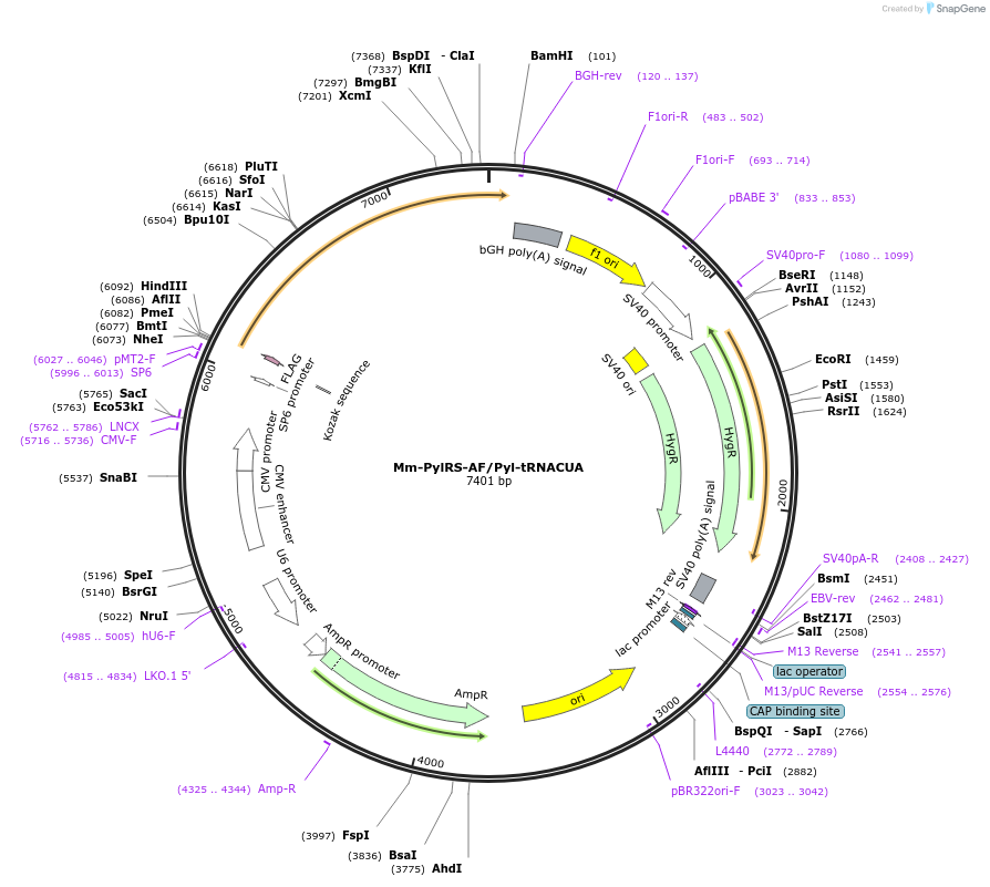 122650-plasmid-map-sequence-id-437776