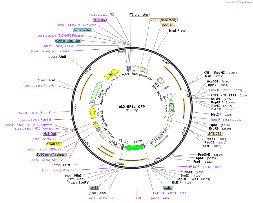 221481-plasmid-map-sequence-id-437784