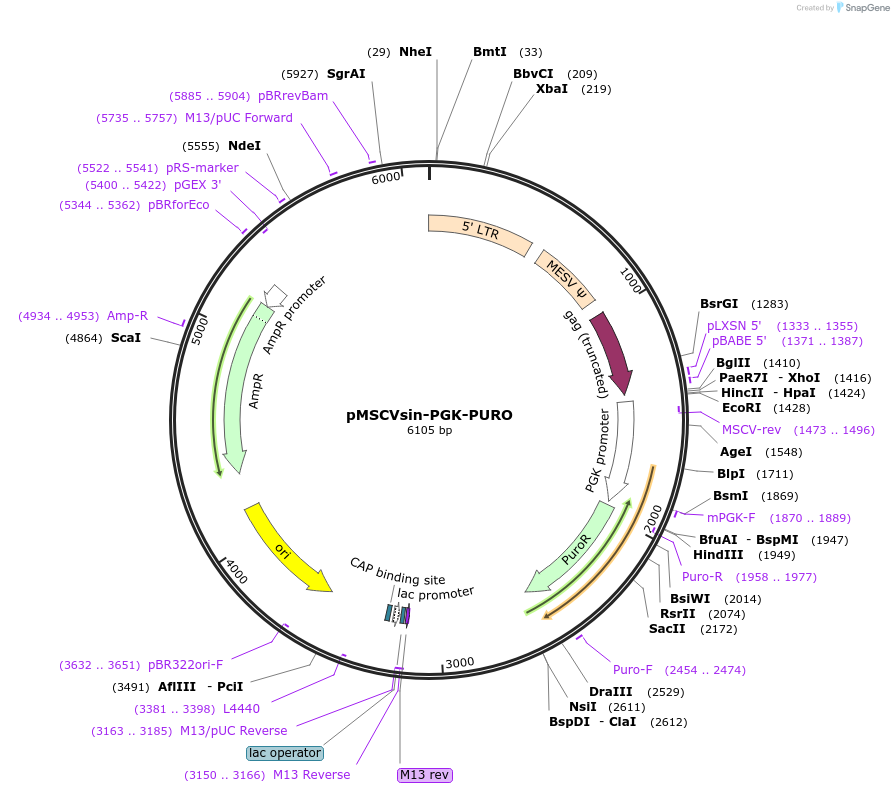 35618-plasmid-map-sequence-id-43780