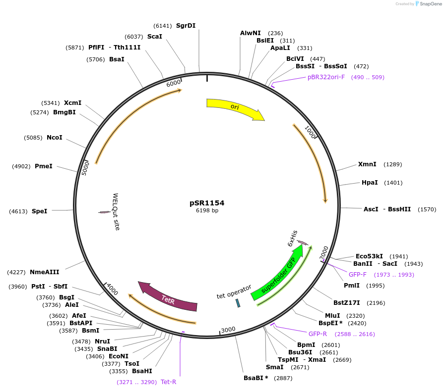 221653-plasmid-map-sequence-id-437809