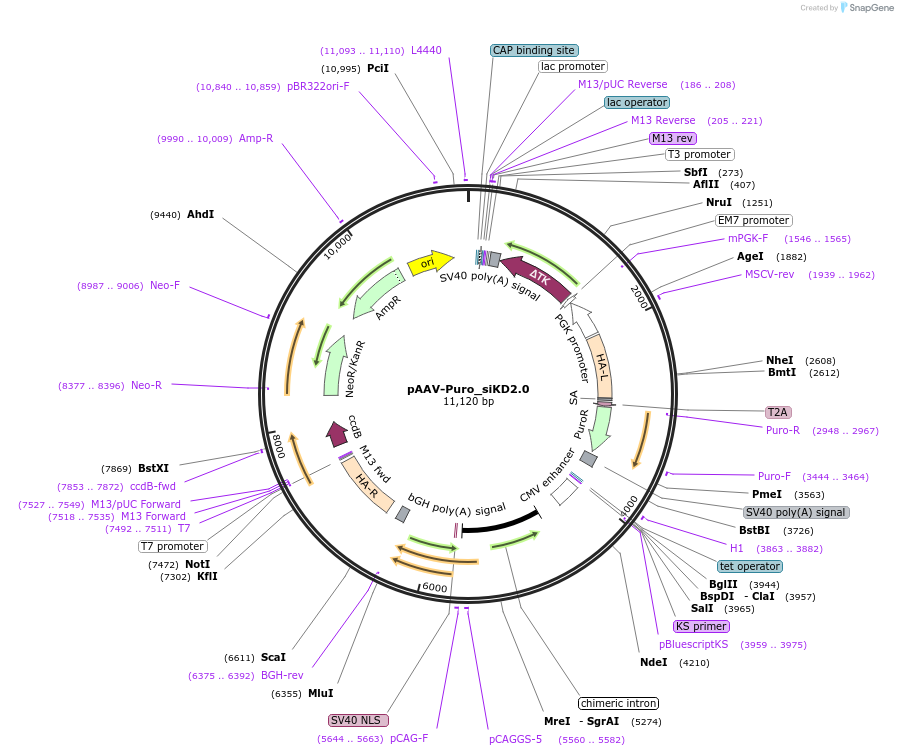 220536-plasmid-map-sequence-id-437813