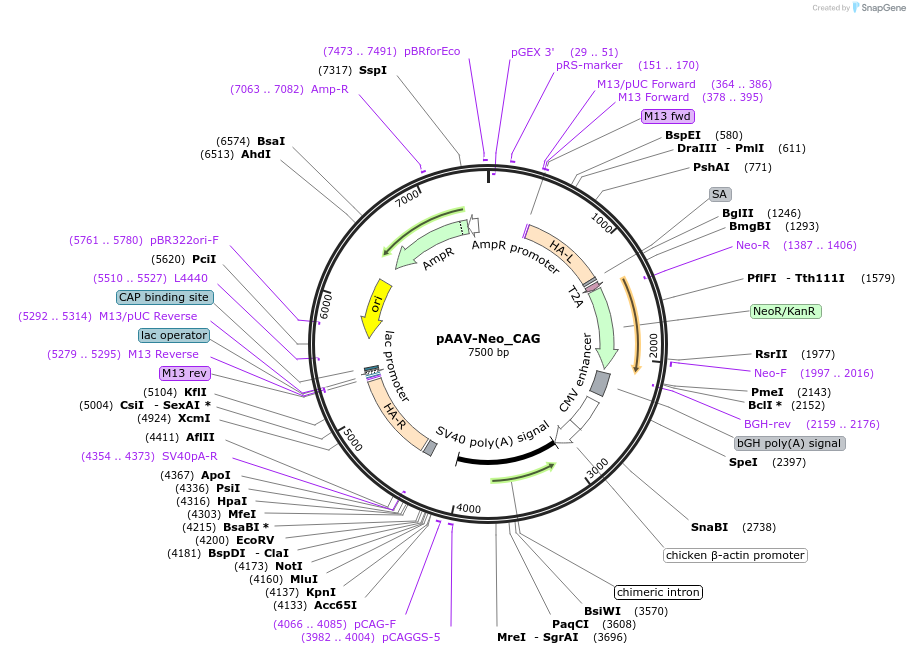 220537-plasmid-map-sequence-id-437814