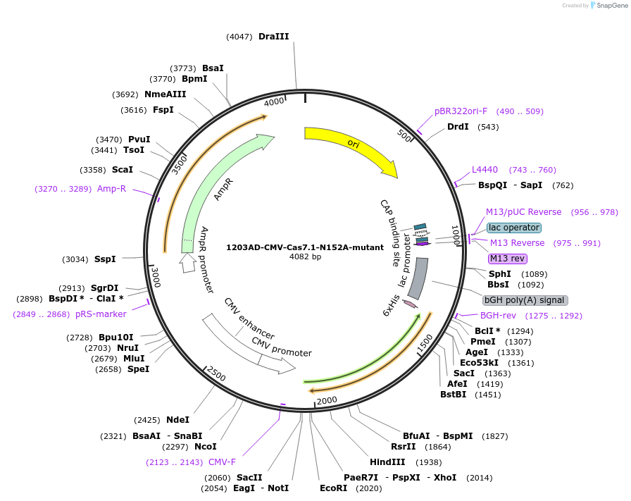 221543-plasmid-map-sequence-id-437816