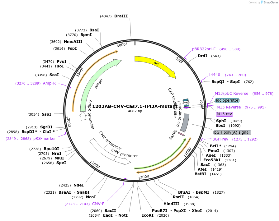 221541-plasmid-map-sequence-id-437821