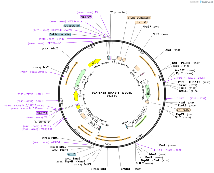 221486-plasmid-map-sequence-id-437835