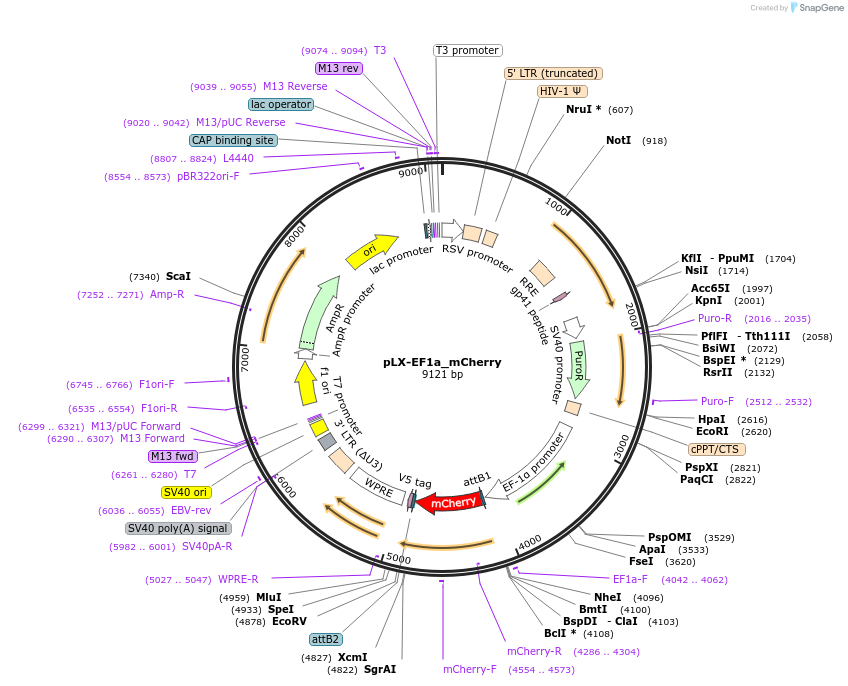 221482-plasmid-map-sequence-id-437836