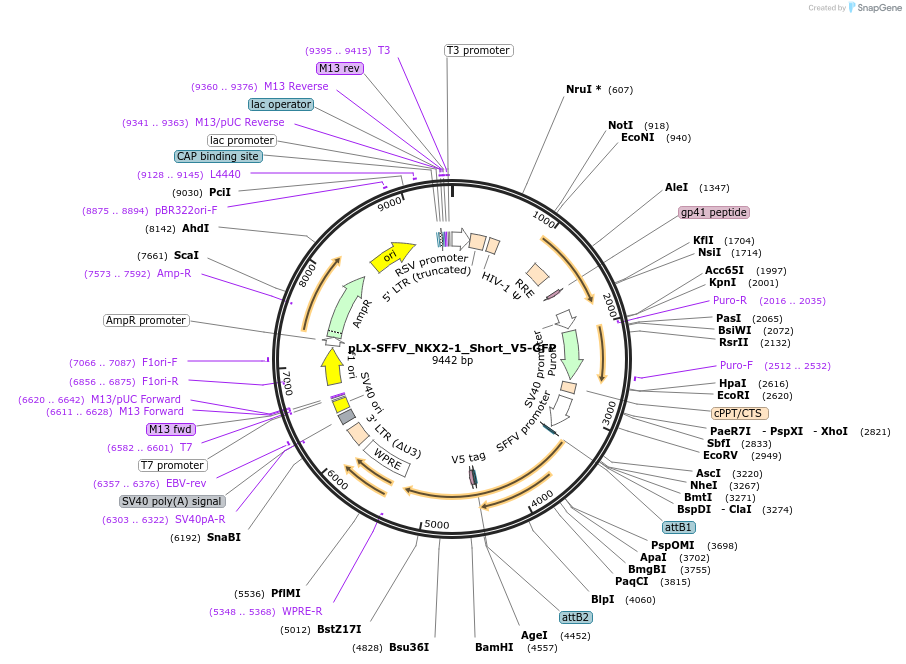 221500-plasmid-map-sequence-id-437842