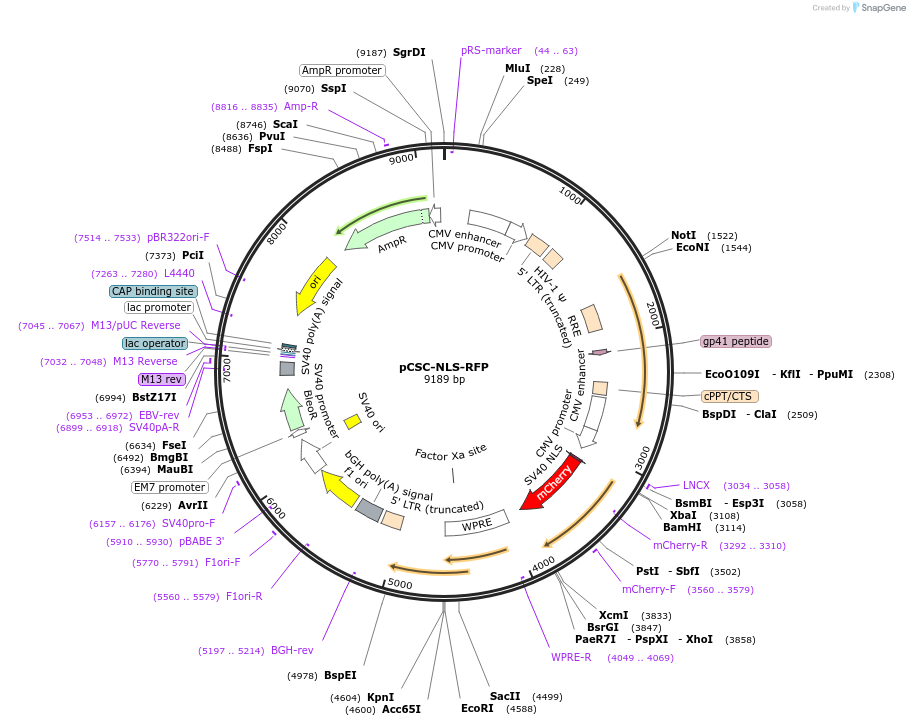 221813-plasmid-map-sequence-id-437845