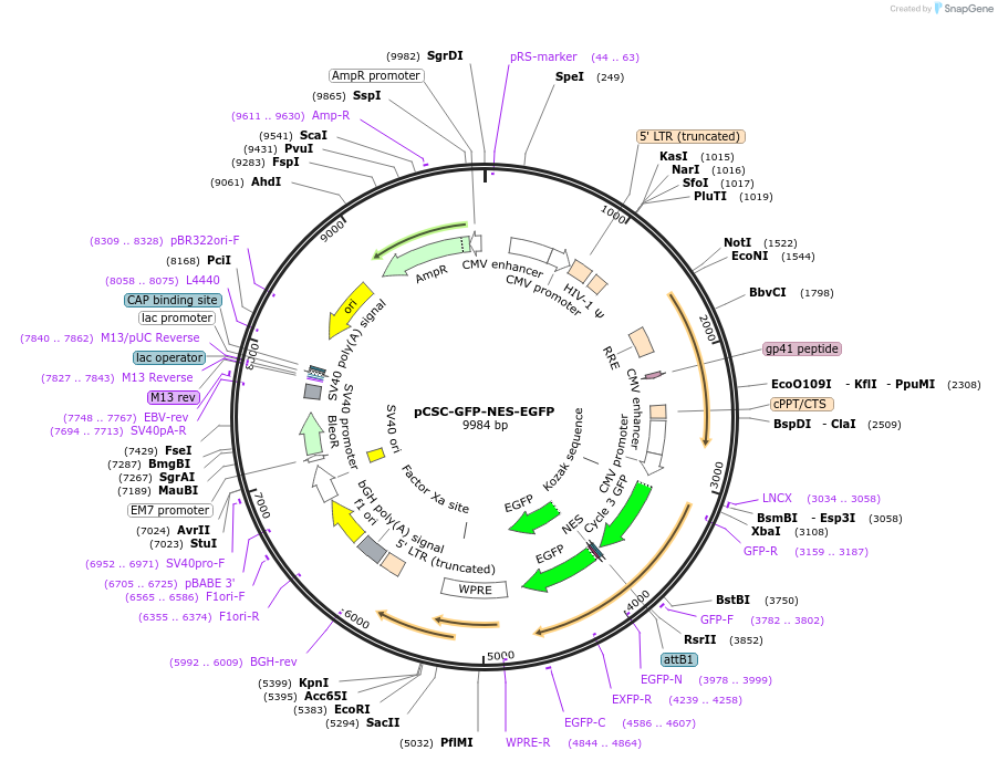 221810-plasmid-map-sequence-id-437847