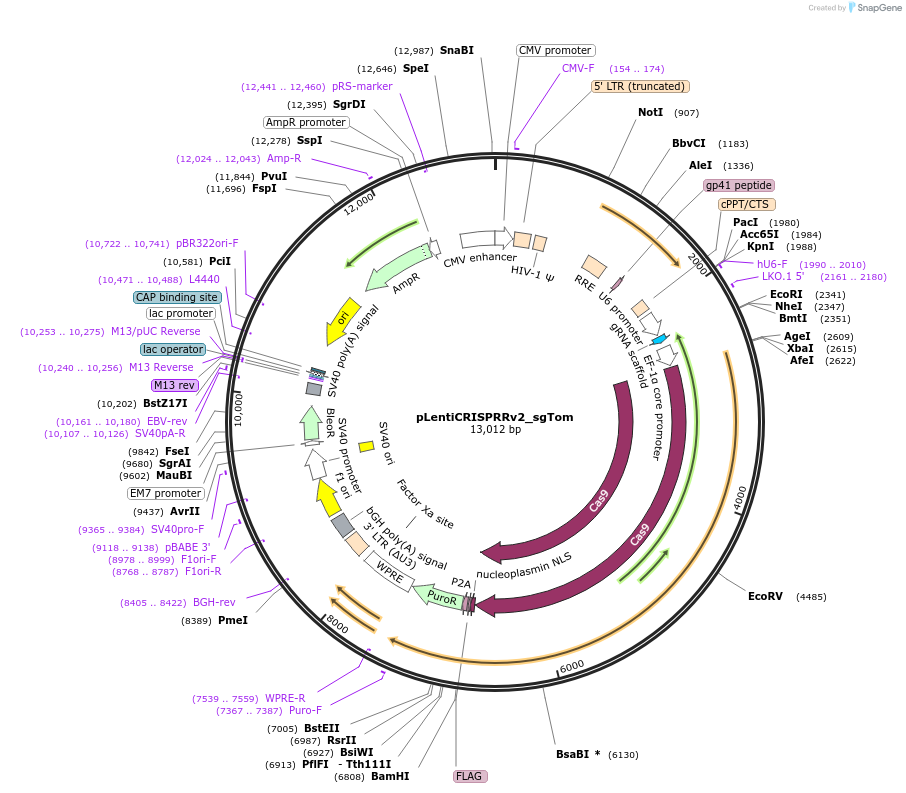 218346-plasmid-map-sequence-id-437850