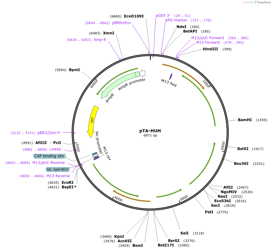 221152-plasmid-map-sequence-id-437868
