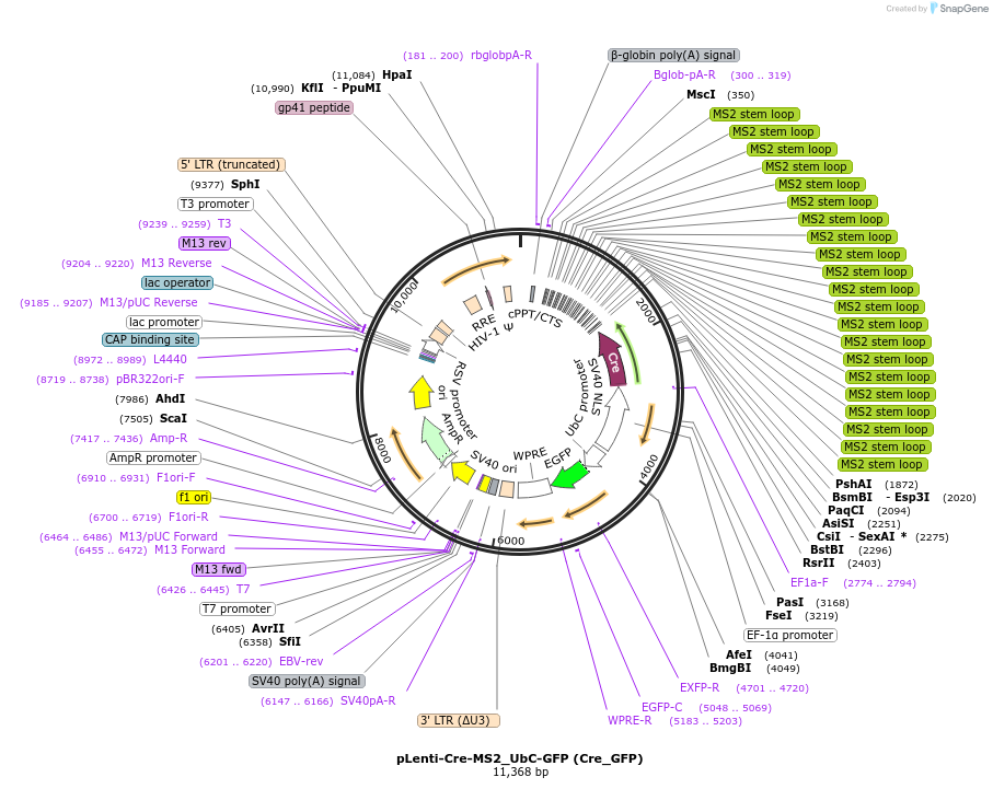 219536-plasmid-map-sequence-id-437870