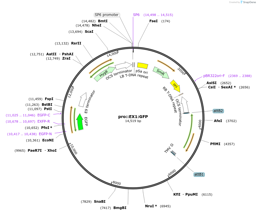 218564-plasmid-map-sequence-id-437873