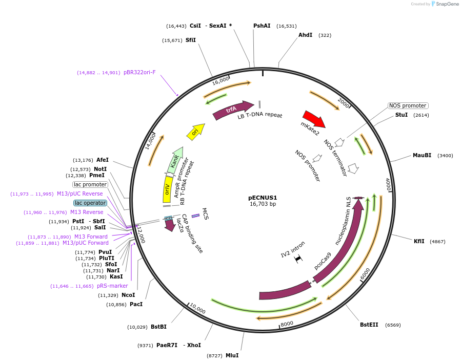 184884-plasmid-map-sequence-id-437893
