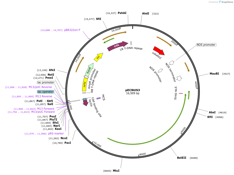 184886-plasmid-map-sequence-id-437894