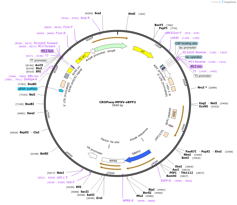 220472-plasmid-map-sequence-id-437895
