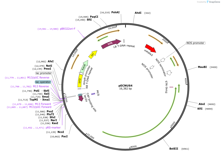 184887-plasmid-map-sequence-id-437896