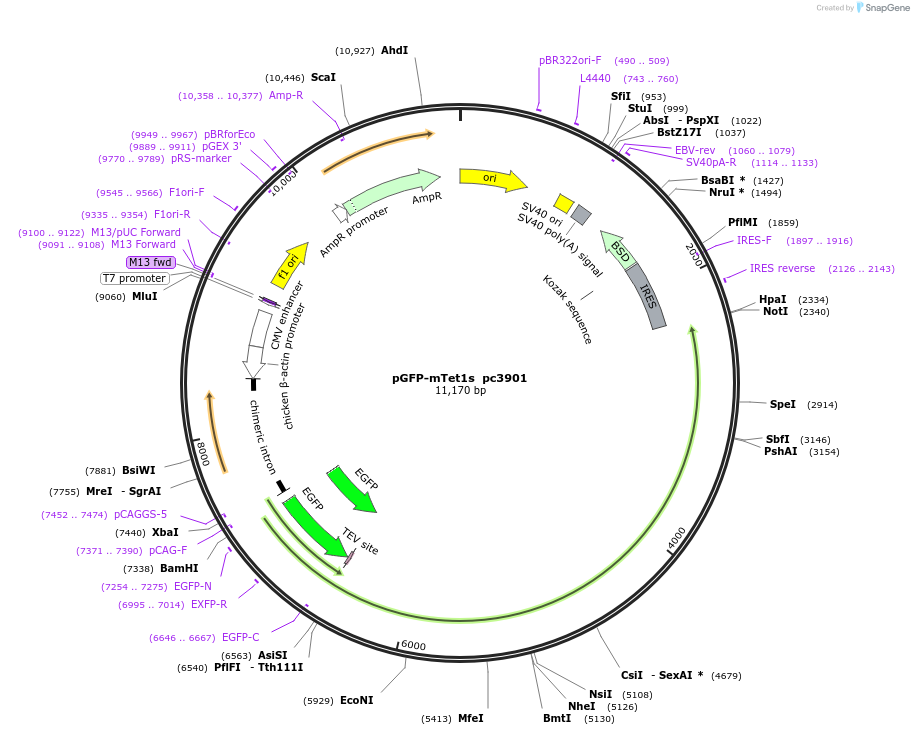 201700-plasmid-map-sequence-id-437901