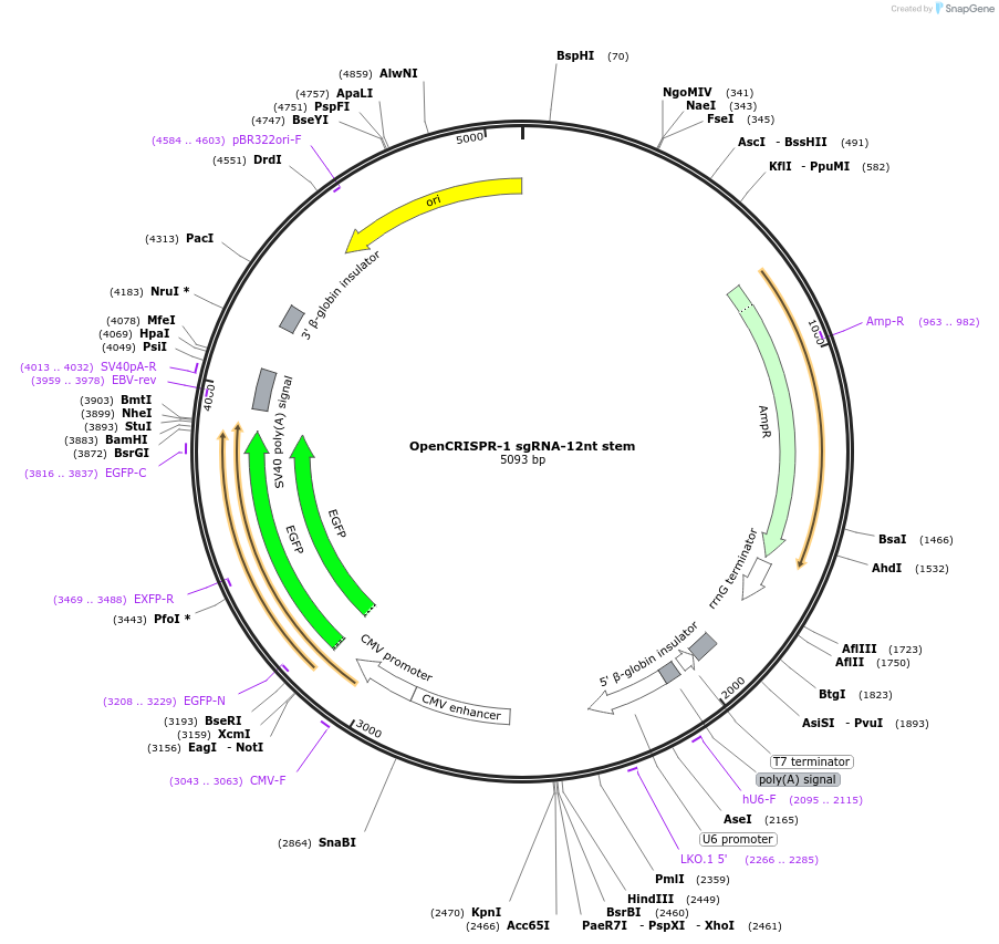 221567-plasmid-map-sequence-id-437907