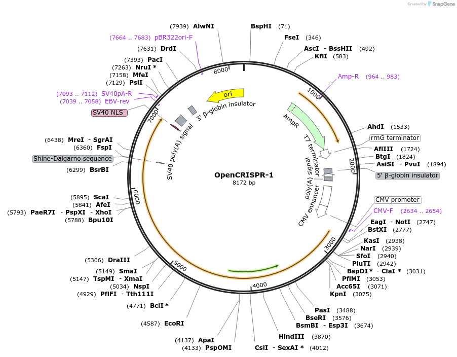 221565-plasmid-map-sequence-id-437908