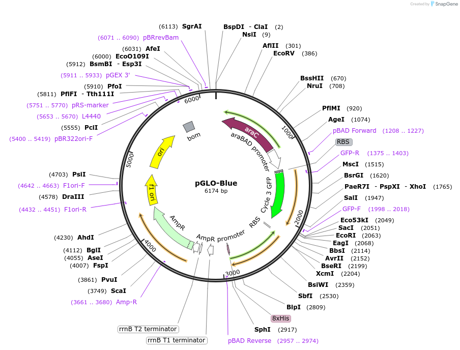 220782-plasmid-map-sequence-id-437912