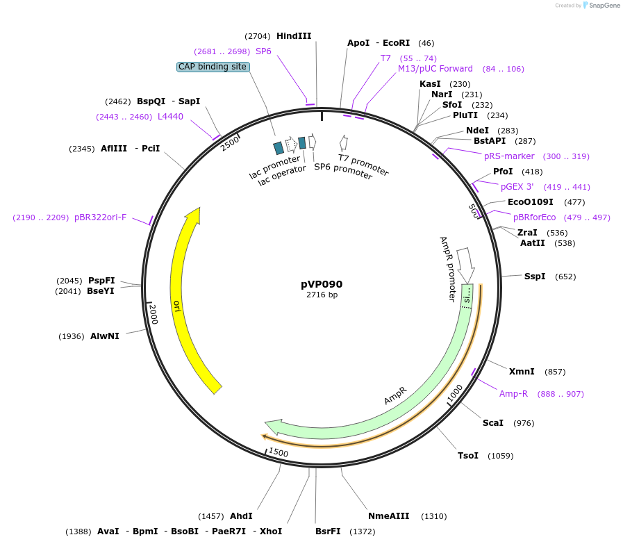 222041-plasmid-map-sequence-id-437922