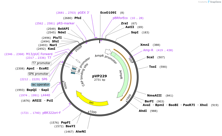 222059-plasmid-map-sequence-id-437934