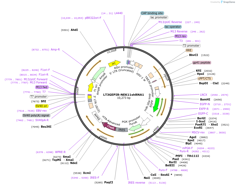 220558-plasmid-map-sequence-id-437948