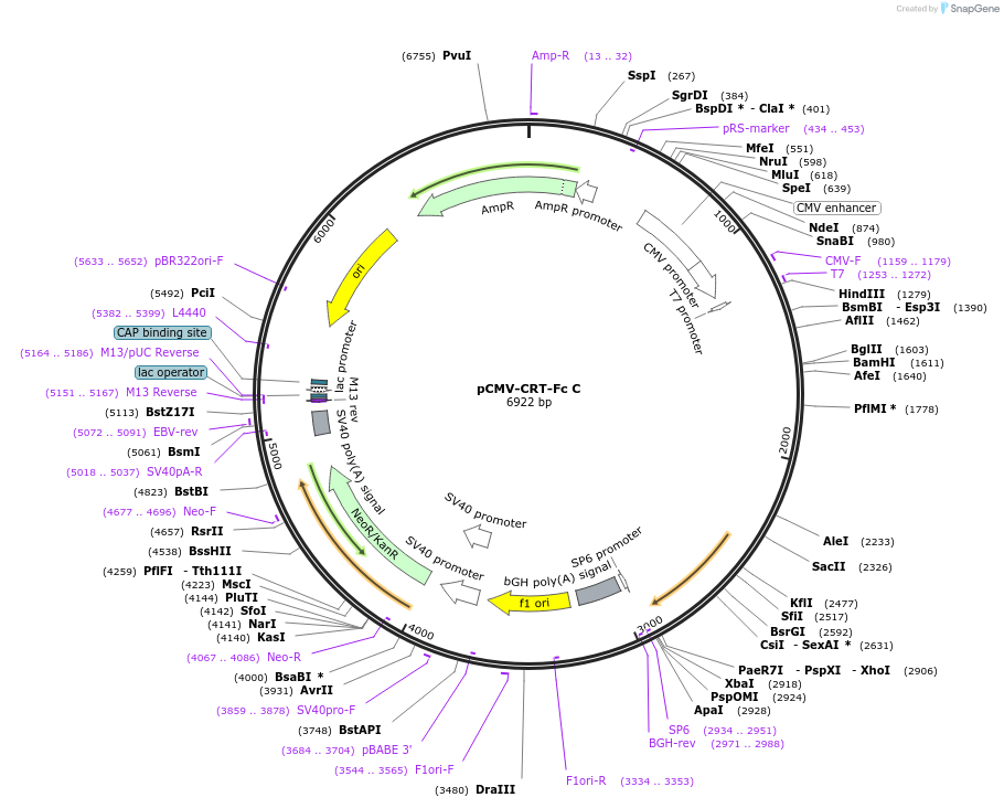 221856-plasmid-map-sequence-id-437950