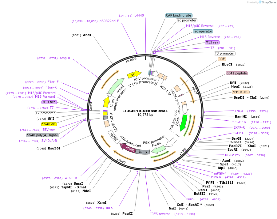 220552-plasmid-map-sequence-id-437958