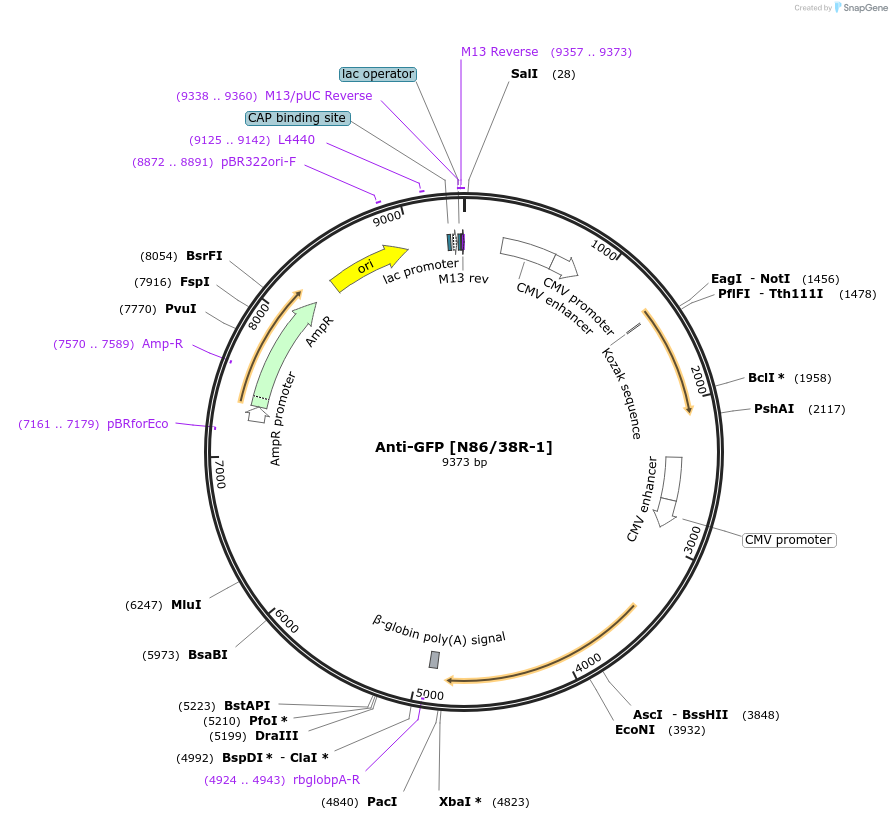 206719-plasmid-map-sequence-id-437959
