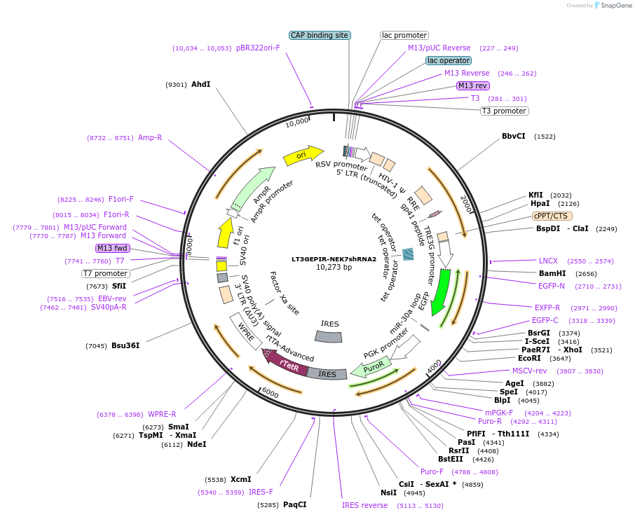 220551-plasmid-map-sequence-id-437960
